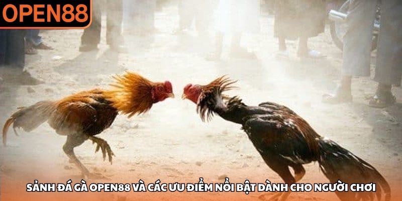 Đá gà OPEN88